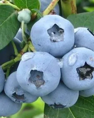 Деніс Блю (середній, ароматний)