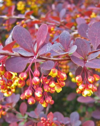 Барбарис оттавський 'Суперба'