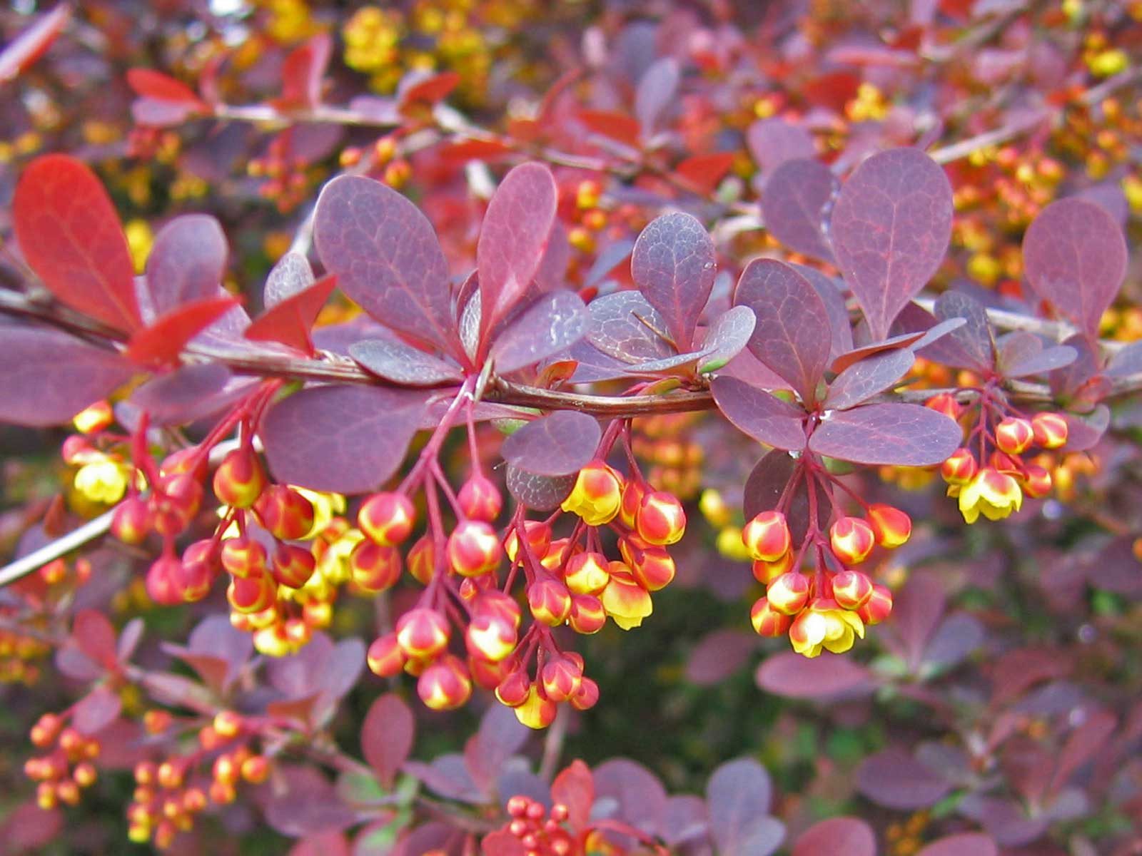 Барбарис оттавський 'Суперба'