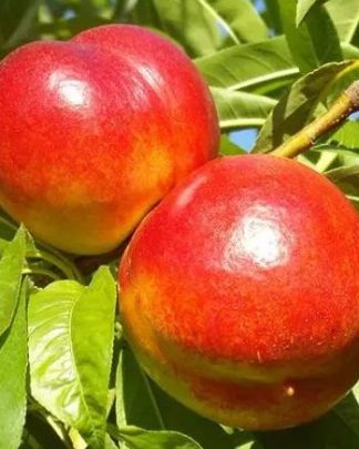 Фантазія (пізнього терміну)