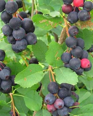 Ірга вільхолиста «Ханівуд»