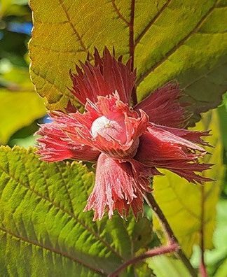 Ліщина звичайна 'Фускорубра' (на штамбі)