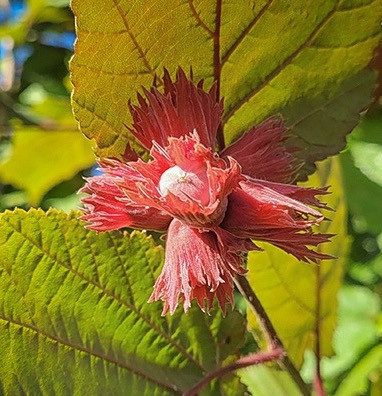 Ліщина звичайна 'Фускорубра' (на штамбі)