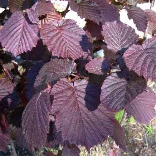 Ліщина звичайна 'Фускорубра' (на штамбі) - Зображення 2