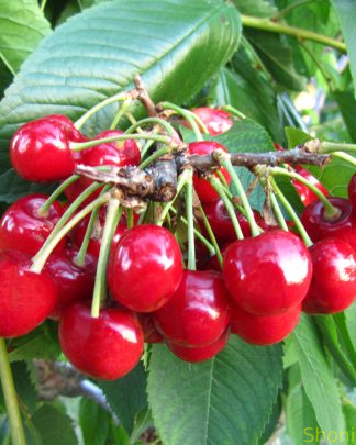 Стаккато (самоплідний, надпізнього терміну)