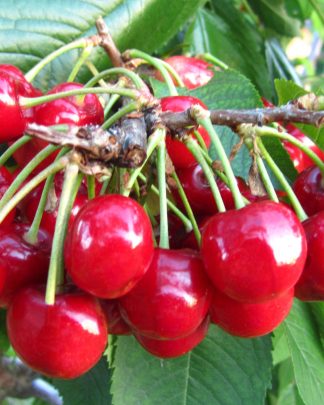 Стаккато (самоплідний, надпізнього терміну)