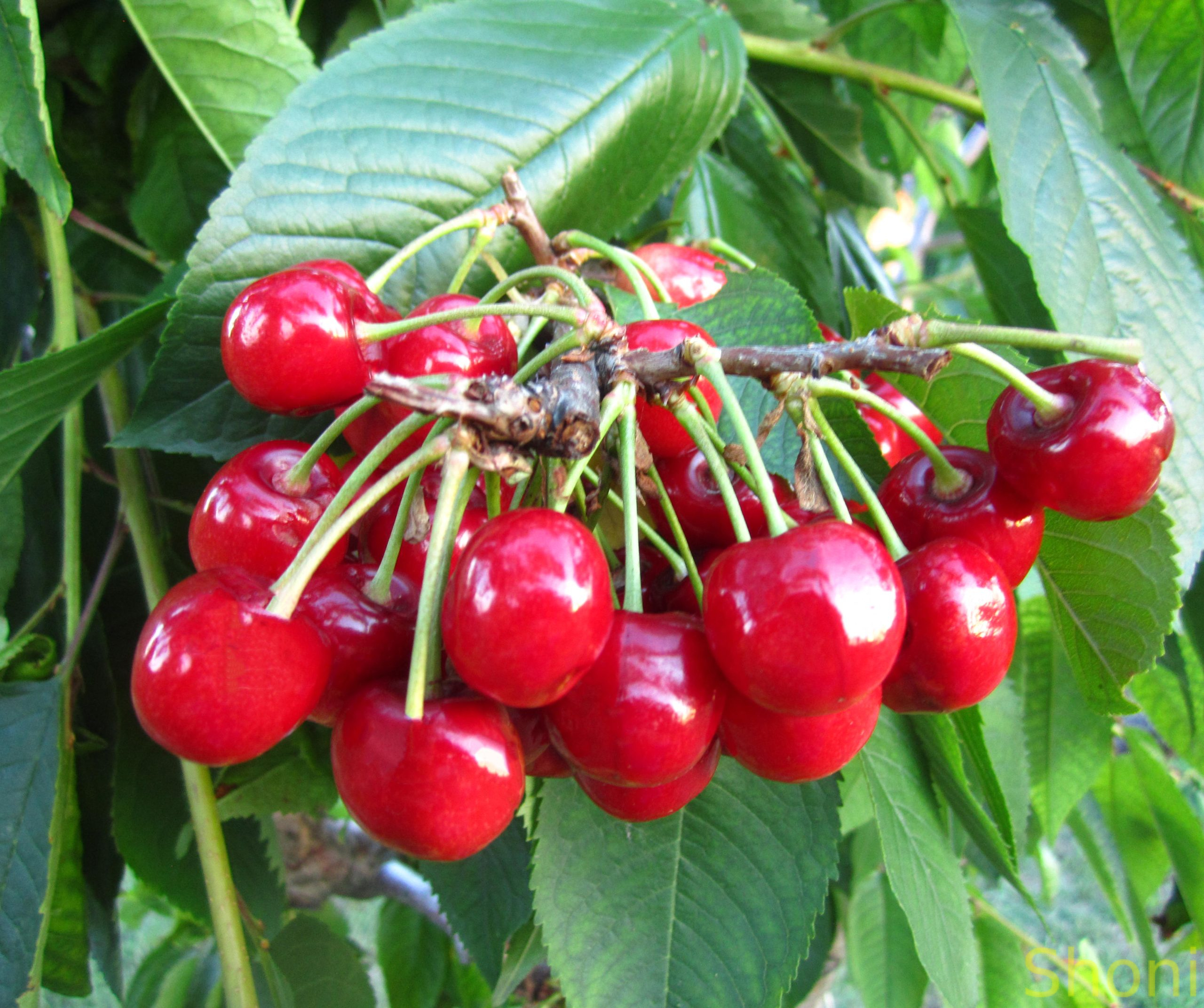 Стаккато (самоплідний, надпізнього терміну)