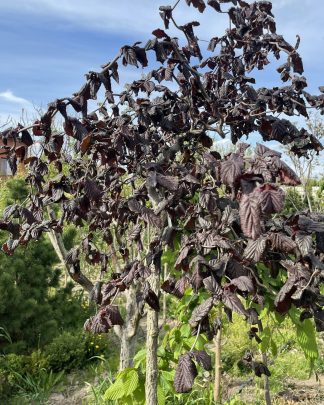 червонолиста ліщина на штамбі