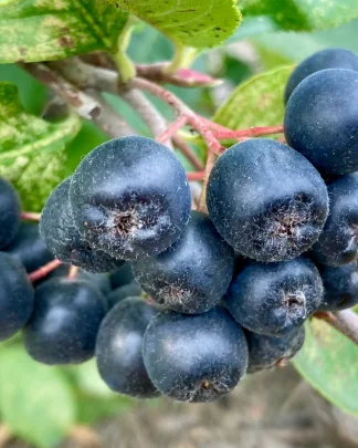 Аронія «Вікінг»