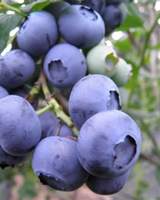 Чандлер (пізній, крупноплідний)