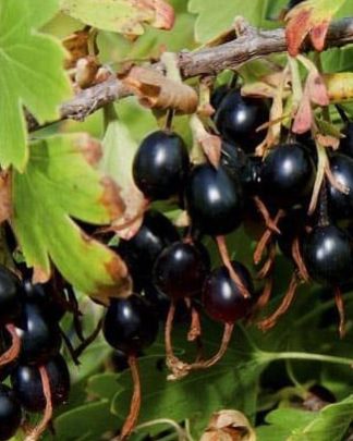 Смородина золотиста