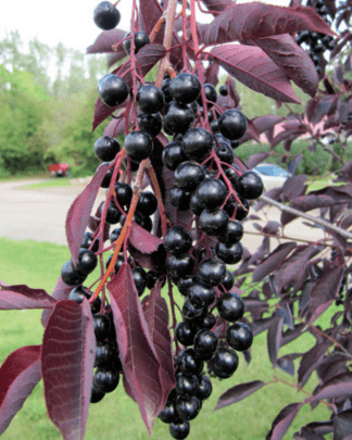 Черемха вірджинська «Канада Ред»