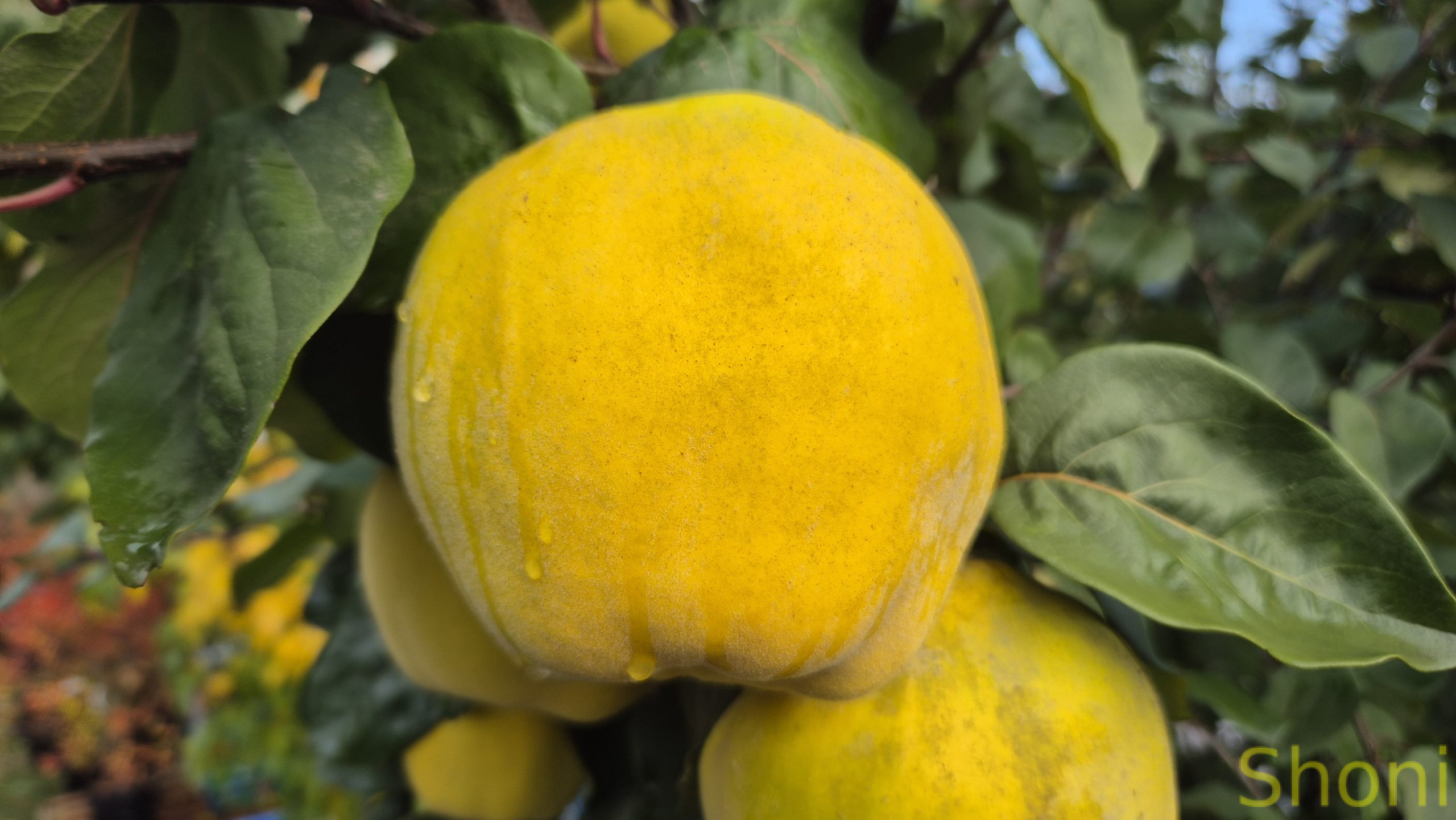 Айва довгаста «Кримська ароматна»