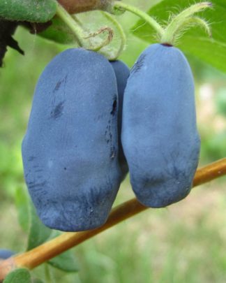 Бореал Біст