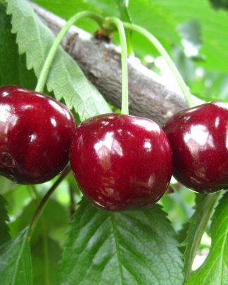 Джерело (раннього терміну)