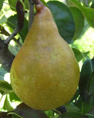 Дюшес д'Ангулем