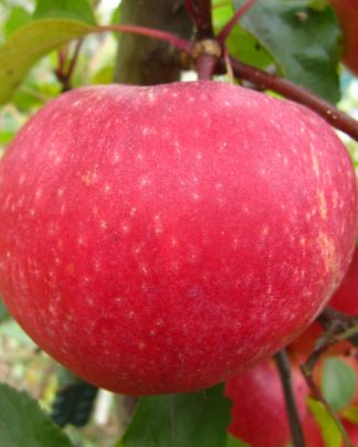 Галант Люмага