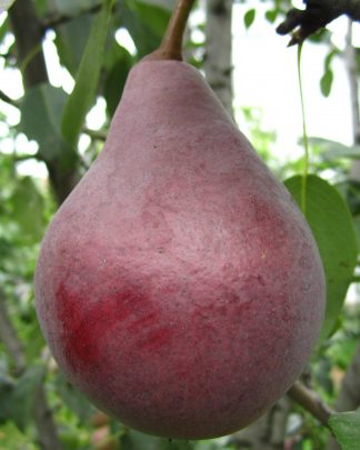 Макс Ред Бартлет