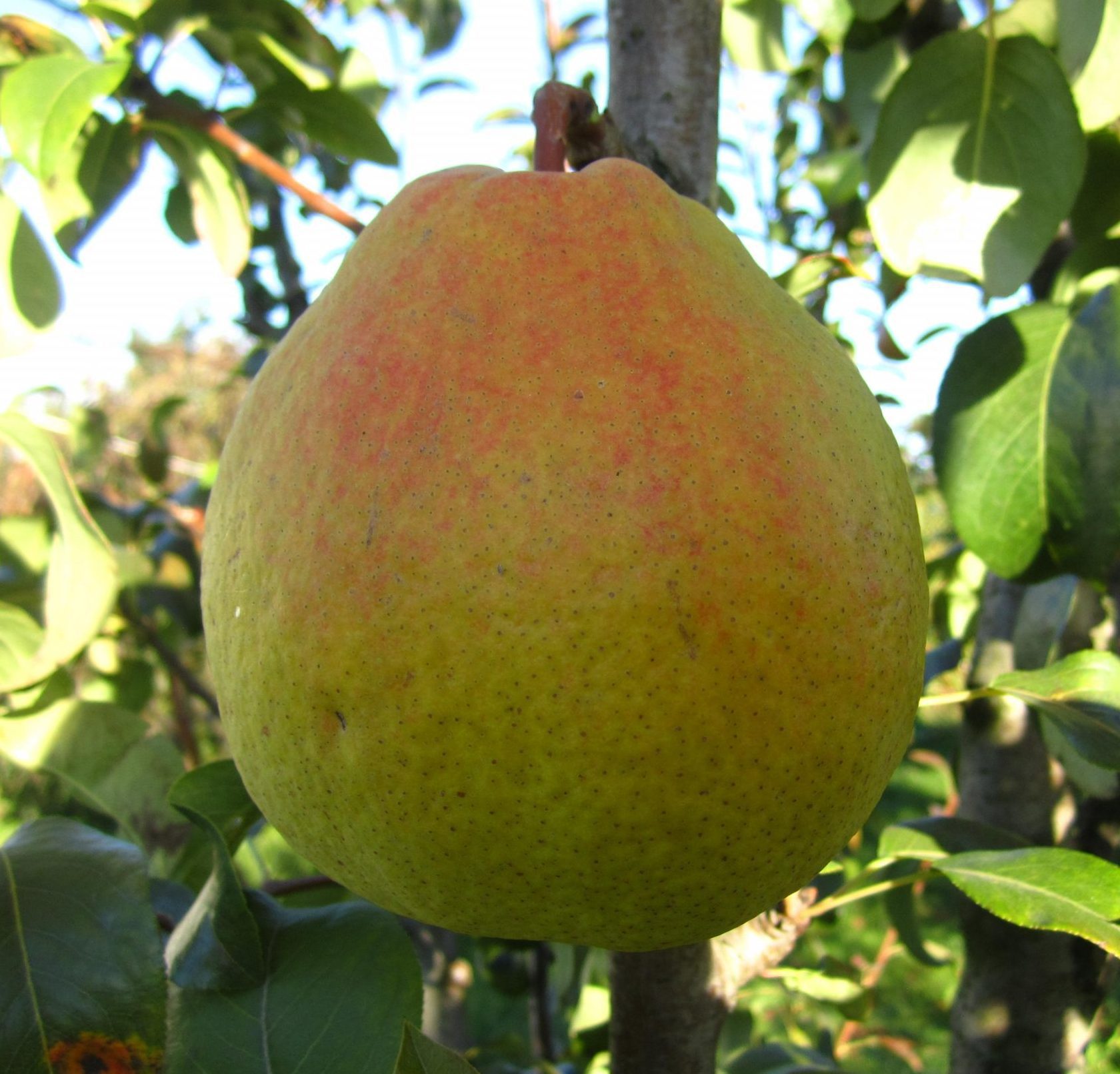 Ніколай Крюгер