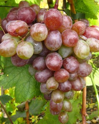 Казка (кишмиш)