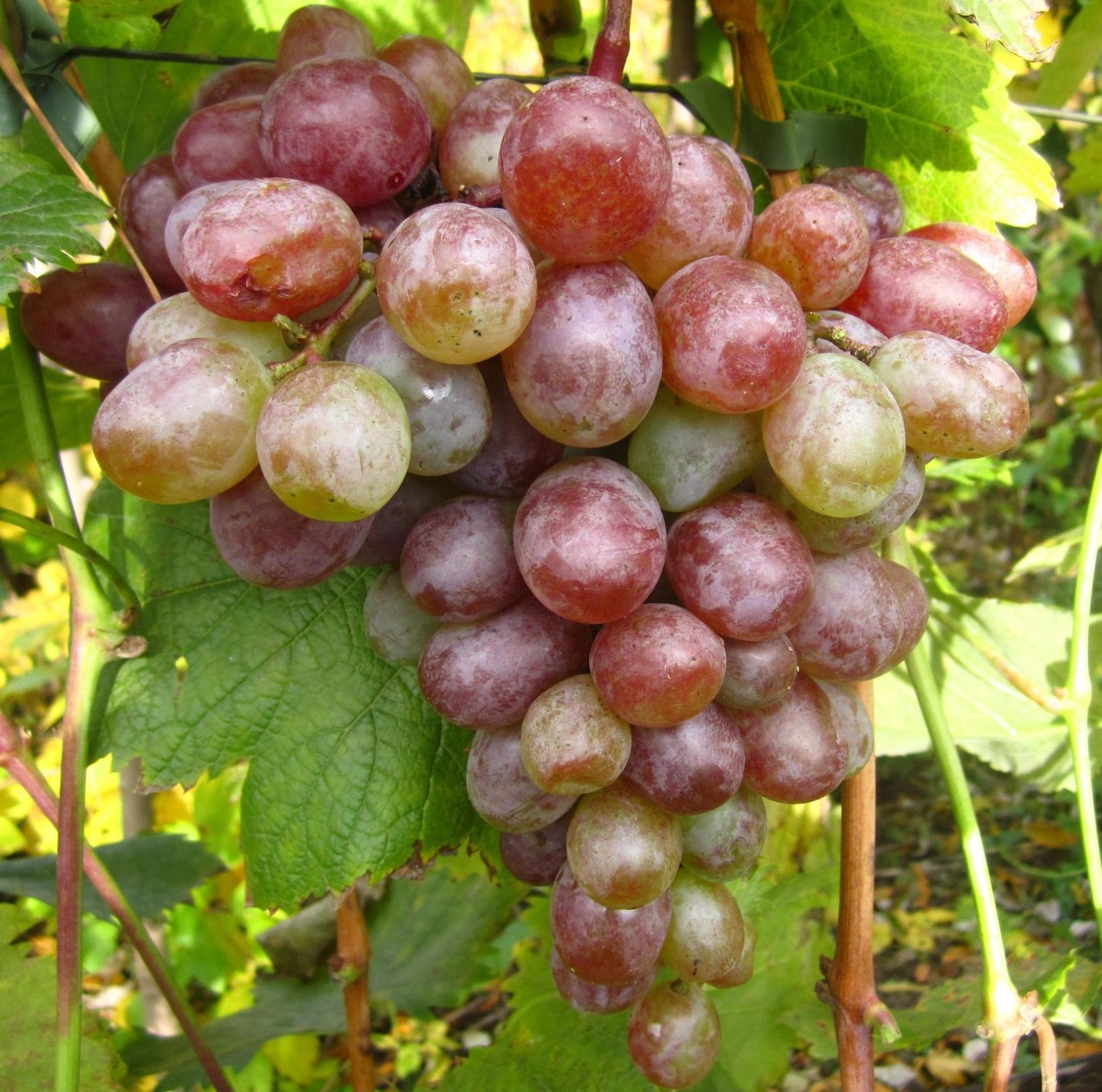 Казка (кишмиш)