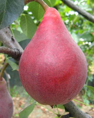 Старкрімсон