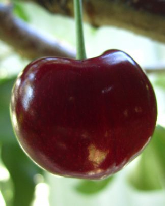 Хорка (середнього терміну)