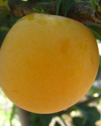 Ті Сі Сан (слива китайська, пізнього терміну)