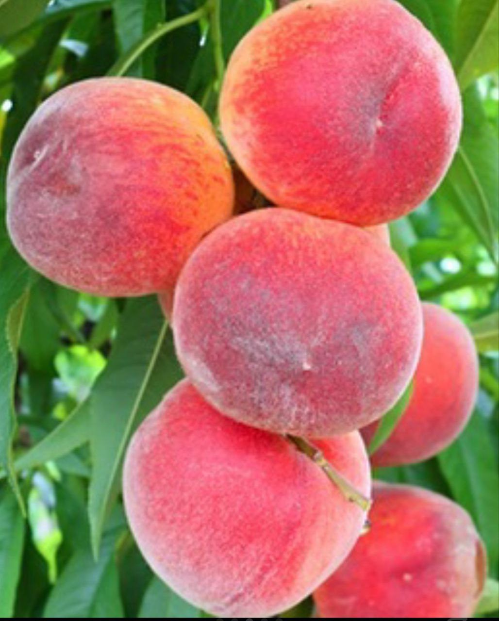 Фрост (середньо-пізнього терміну)