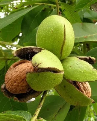 Волоський горіх