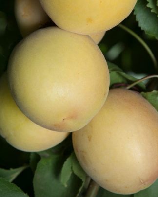 Кот-н-Кенді (апріум, раннього терміну)