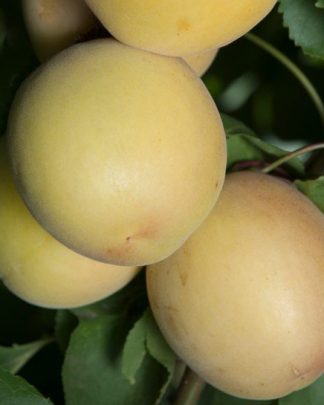 Кот-н-Кенді (апріум, раннього терміну)