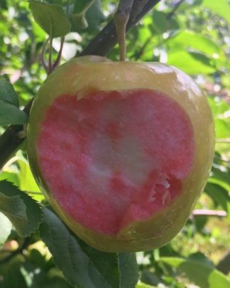 Пінк Перл (рожевомʼякотний)