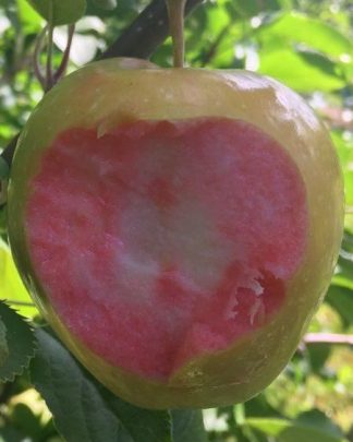 Пінк Перл (рожевомʼякотний)