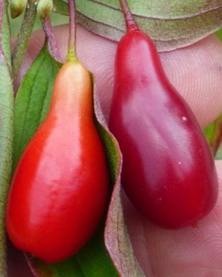 Елегантний