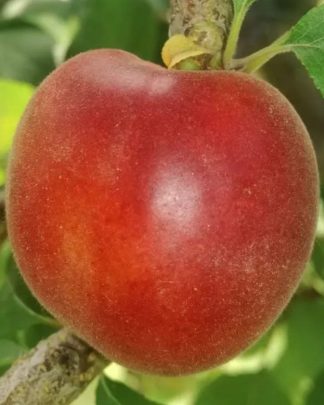 Бірікокколо Гіганте Ді Будріо (чорна абрикоса)