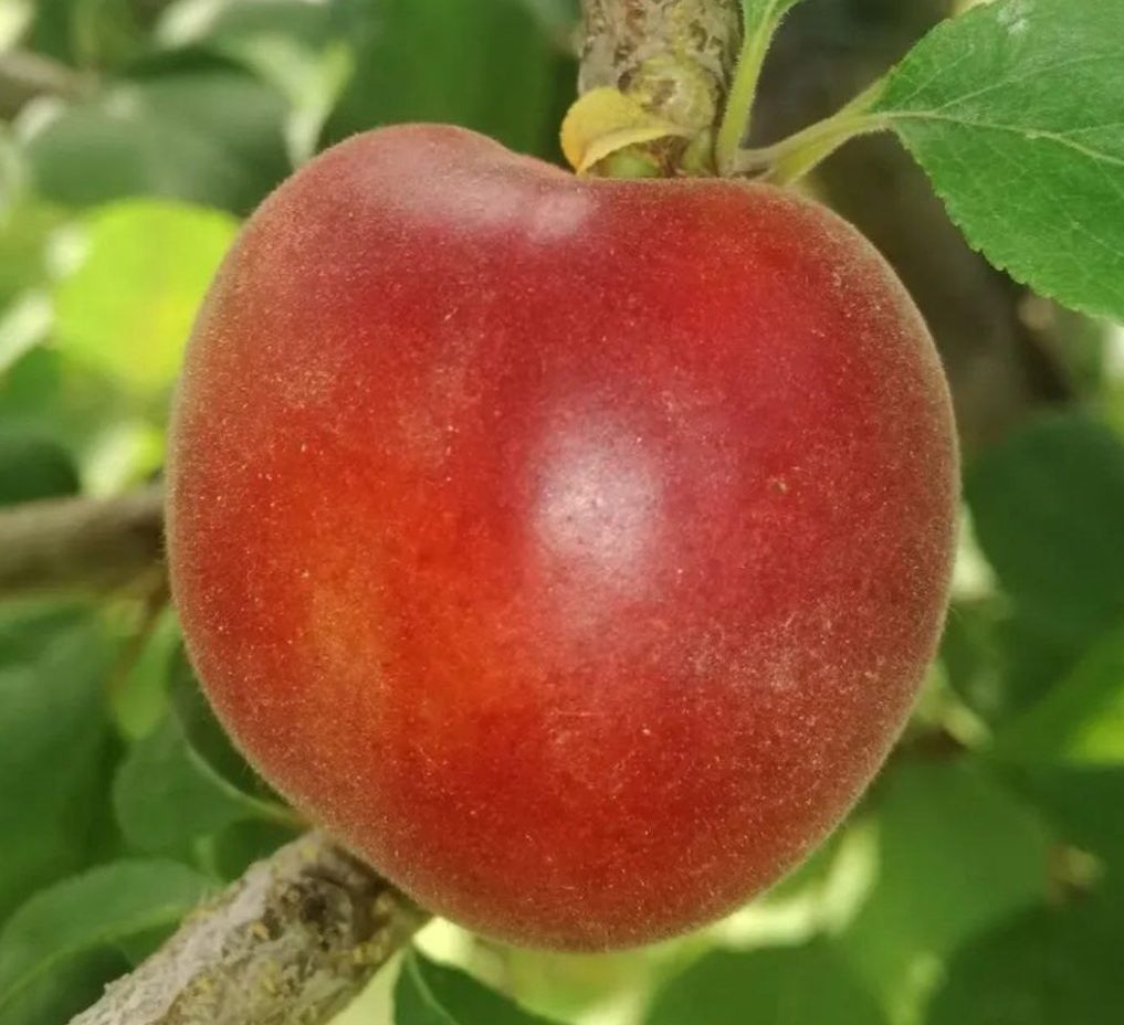 Бірікокколо Гіганте Ді Будріо (чорна абрикоса)