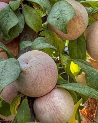 Дапл Денді (плуот, пізнього терміну)