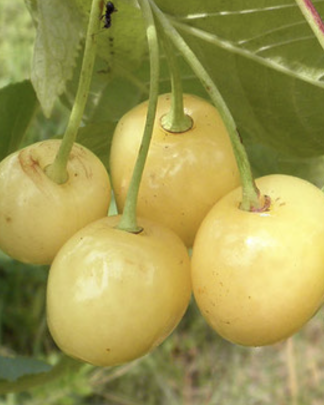 Лілія (дюк, жовтий)