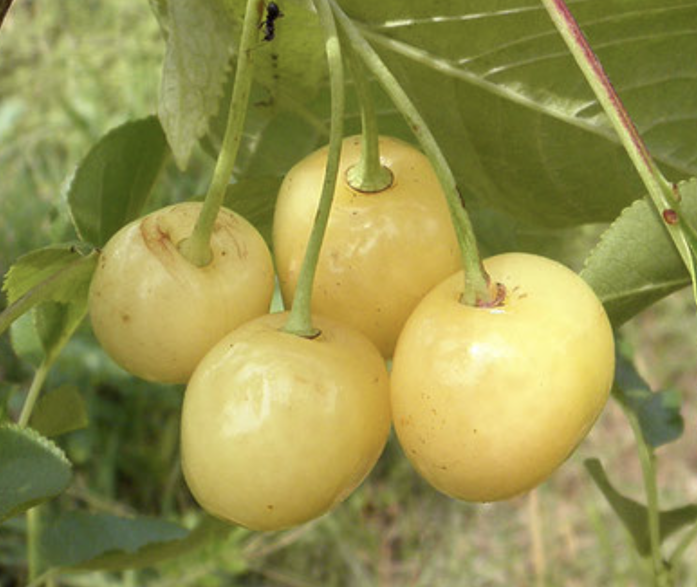 Лілія (дюк, жовтий)