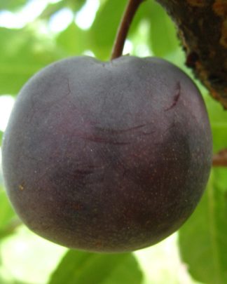 Менор (вишнеслива, раннього терміну)