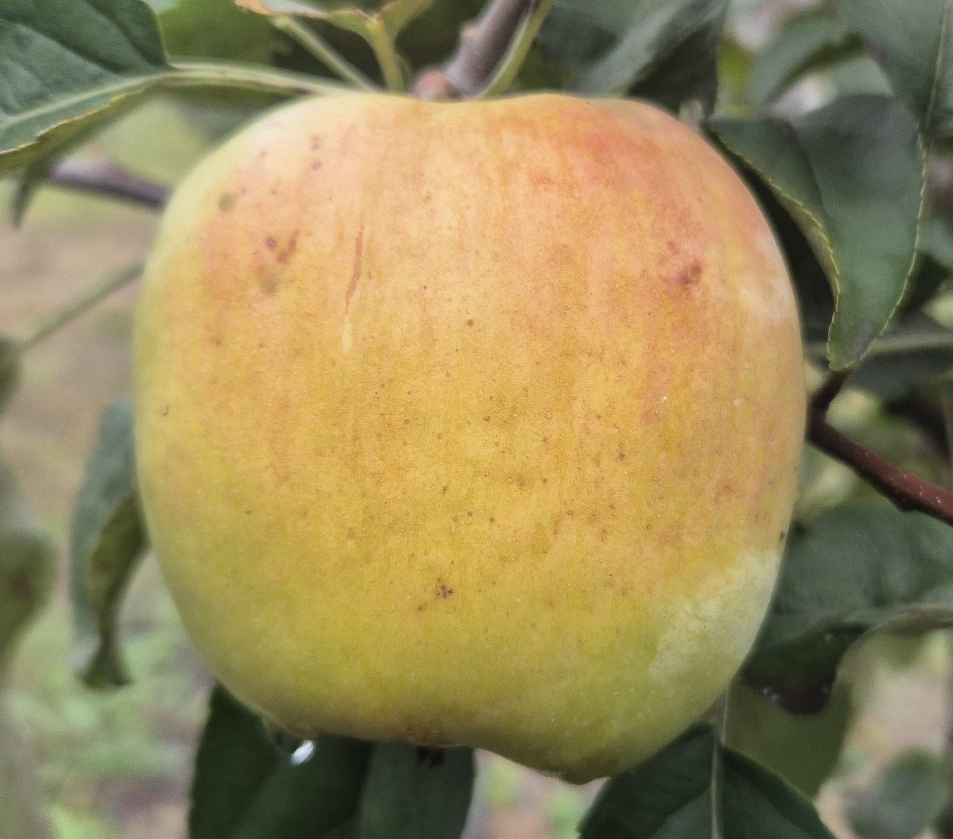 Хідден Роуз (рожевомʼякотний)