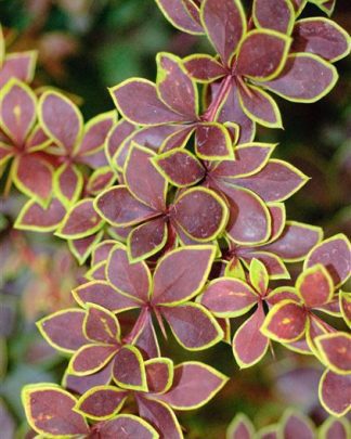 Барбарис тунберга 'Голден Рінг'