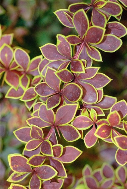 Барбарис тунберга 'Голден Рінг'