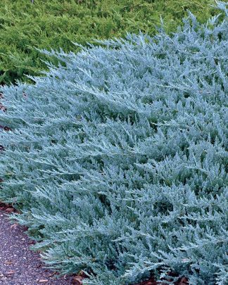 Ялівець горизонтальний 'Блю Чіп'