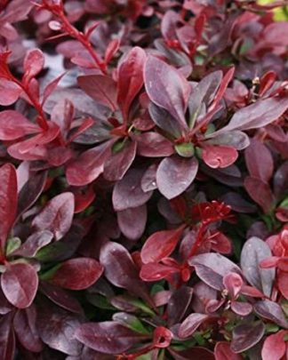Барбарис тунберга 'Атропурпуреа'