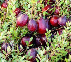 ягоди журавлини крупноплідної сорту Бен Лір
