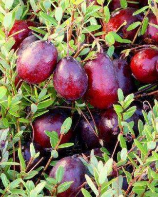 Журавлина крупноплідна «Бен Лір»