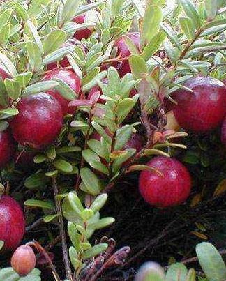 Журавлина крупноплідна «Ховес»