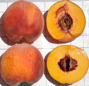 Флемін Ф’юрі ПФ 17 (середнього терміну)